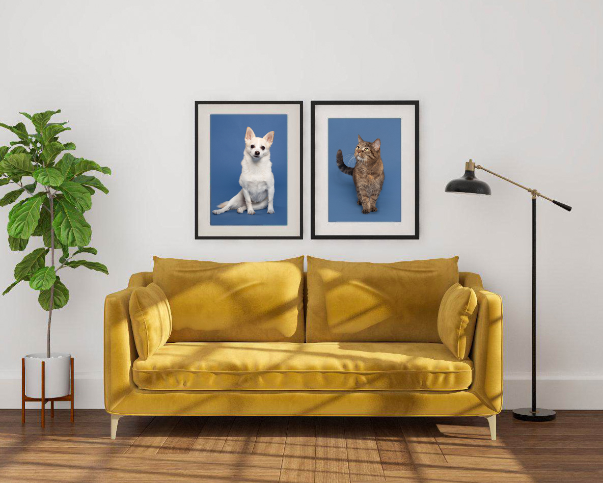 Custom pet photos of a cat and dog on blue background, framed and hanging above a yellow sofa in a home in Chicago.