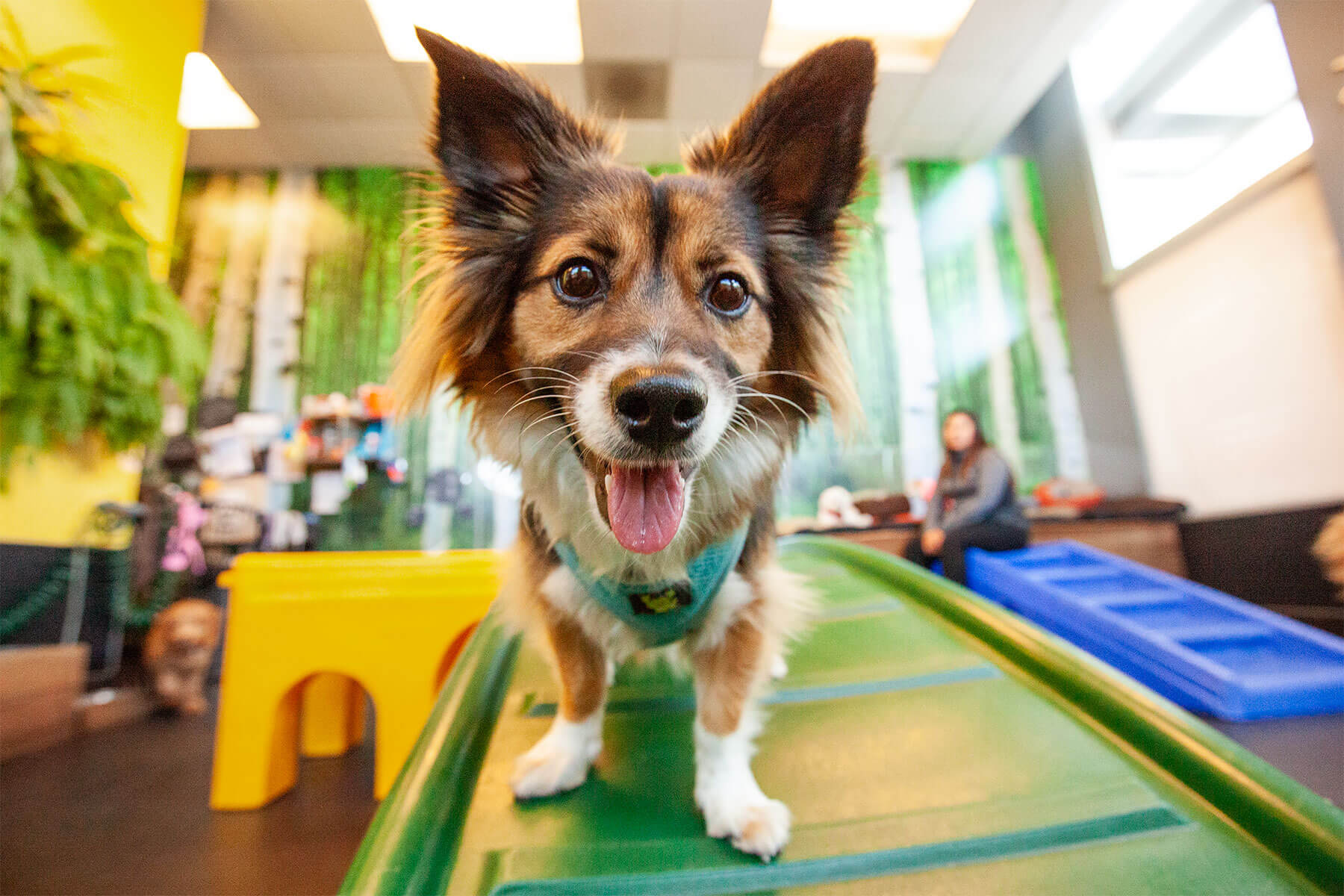 Dog featured playing at doggy daycare for business brand photos
