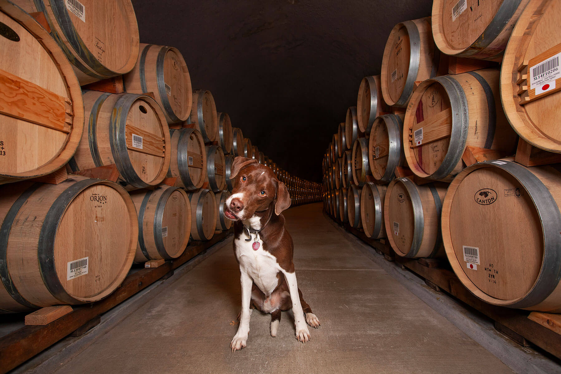 Dog in wine cellar in Napa business brand photos for dog-friendly winery.