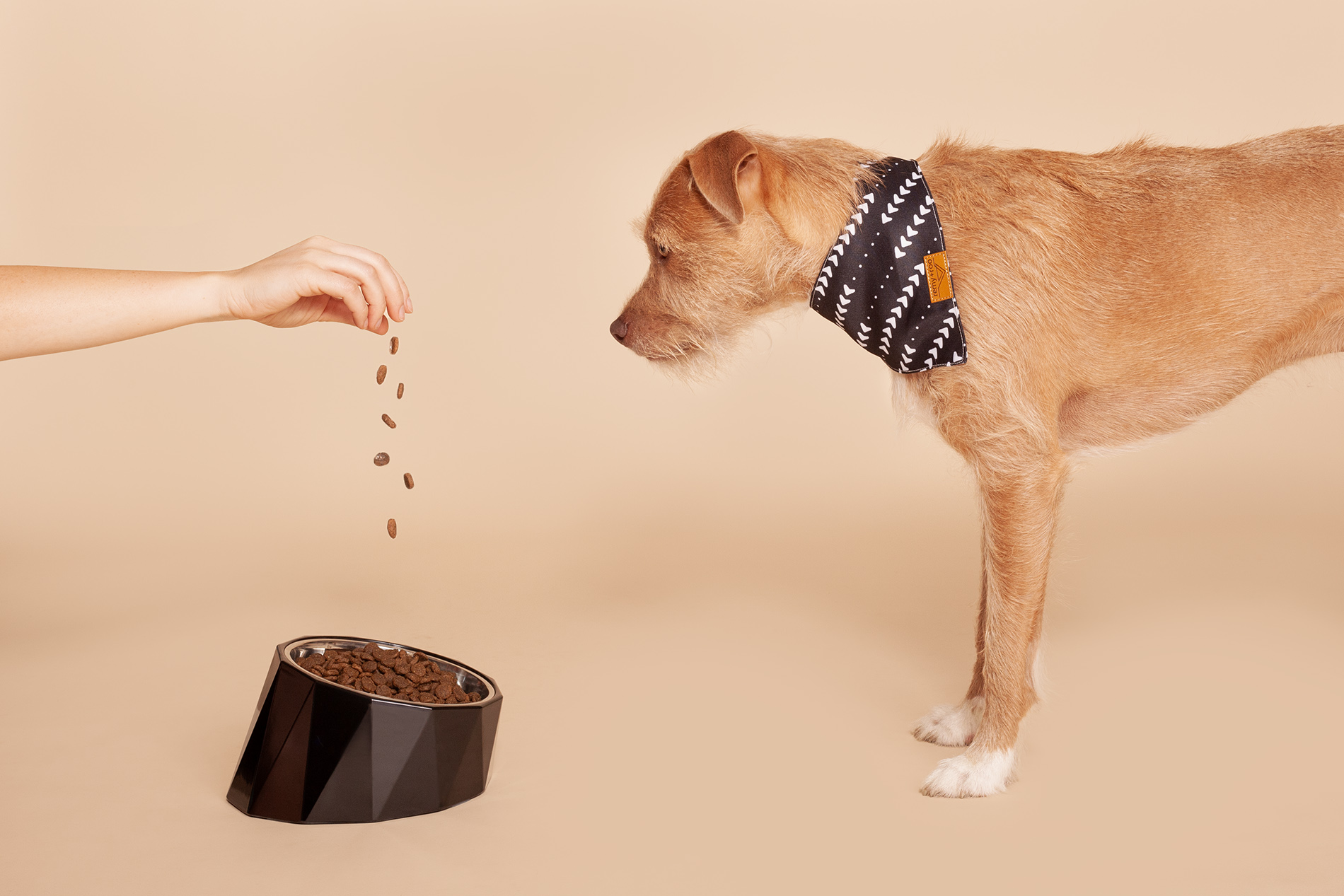 Pet Product photography showing black designer dog bowl and dog wearing black bandana