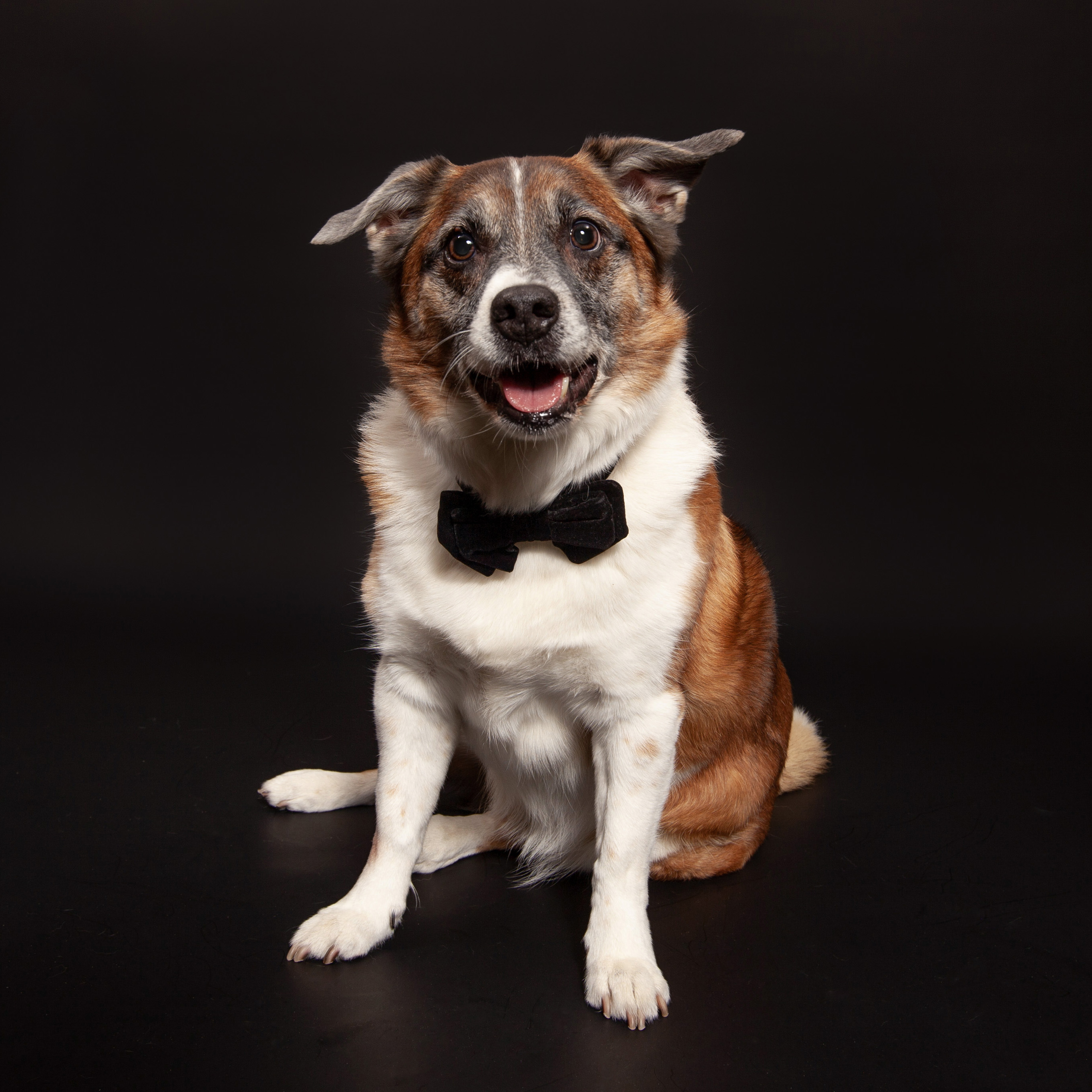 Elegant and moody pet photography framed in a beautiful gold frame by pet photographer Hilarious Hound