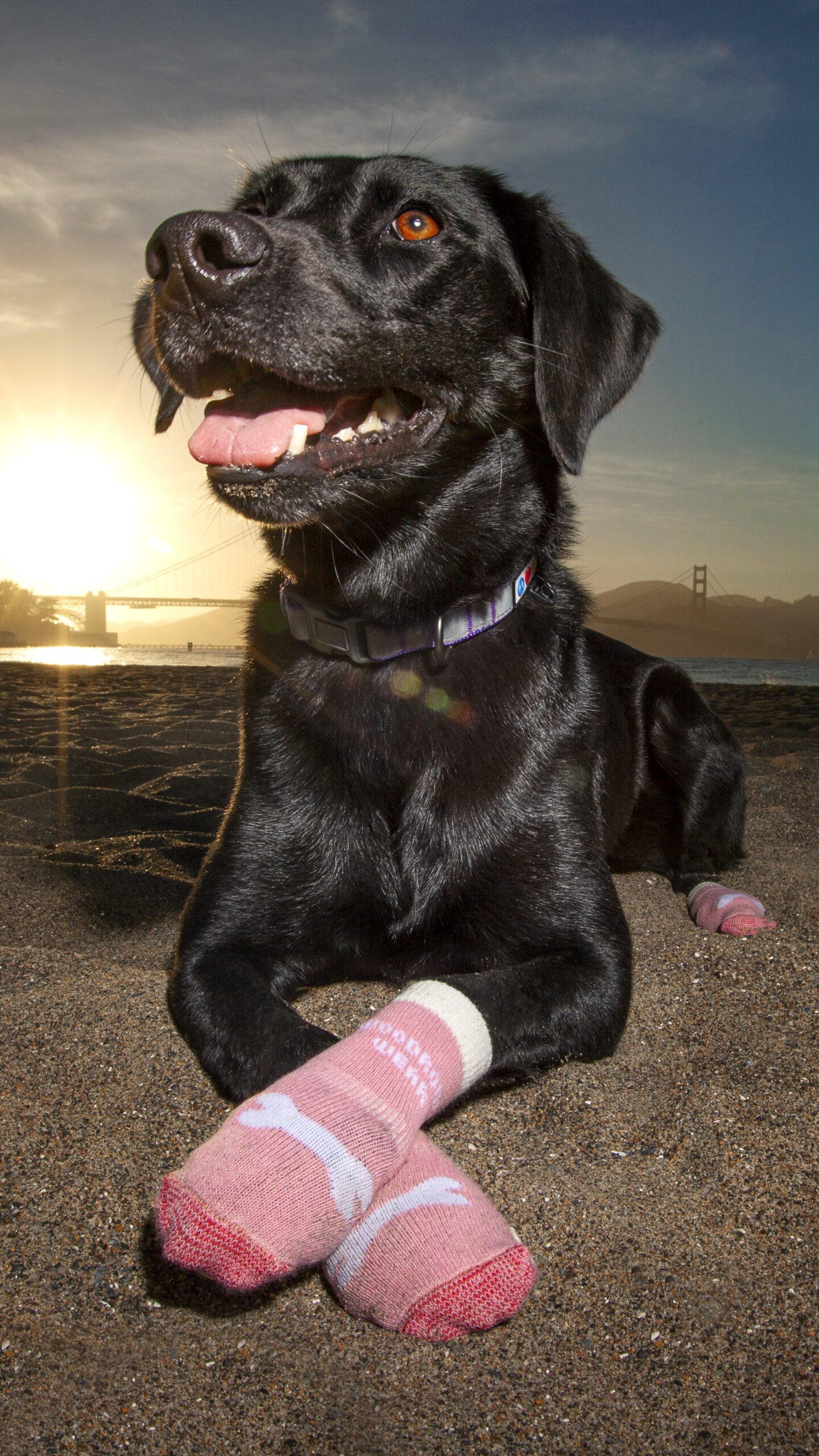 Commerical-pet-photography-vs-DIY-photography Black lab dog laying the sand at the beach at sunset with paws crossed wearing protective dog socks.