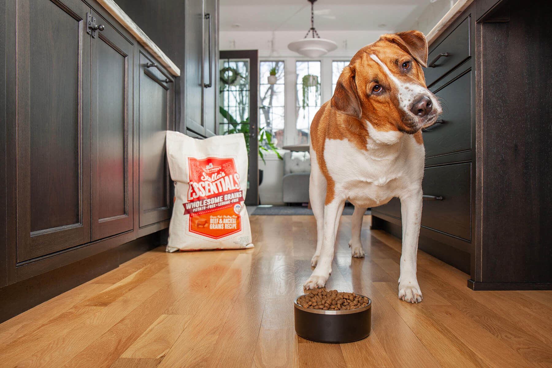 Dog-food-photography-advertising-lifestlye-chicago-IL Dog in a moody kitchen setting standing over a bowl od dog food waiting to be released to eat