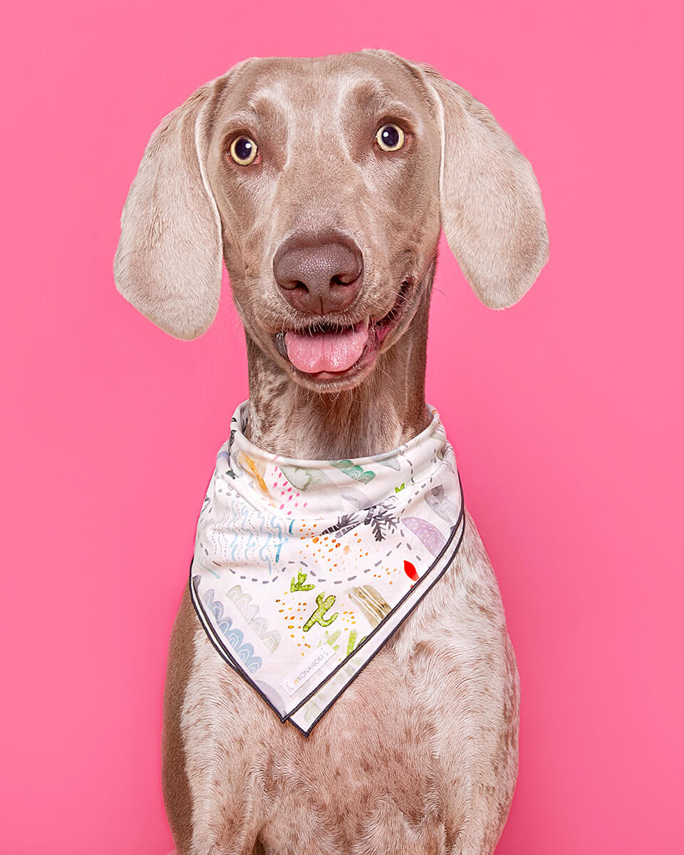 Dog-product-commerical-pet-photography-Hilarious-Hound
