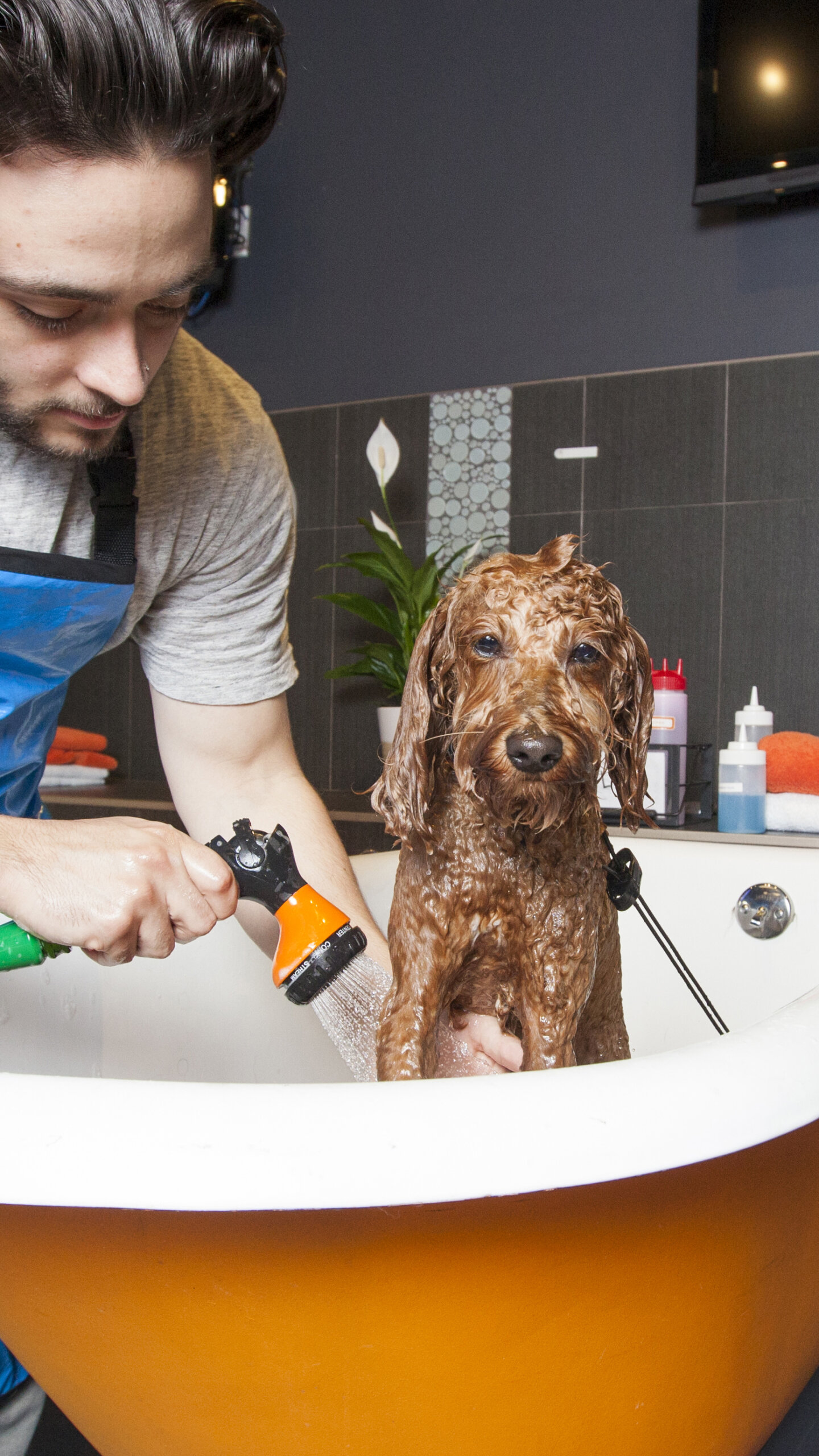 Pet-business-visual-strategy-Chicago-Hilarious-Hound Doodle dog getting a bath at a DIY dog bath wash.