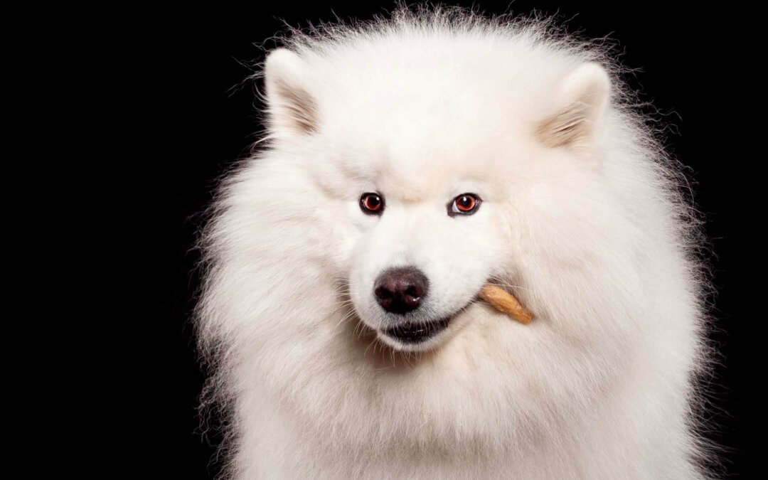Why Brands Love Working with Hilarious Hound: We’re More Than Just Pet Photography