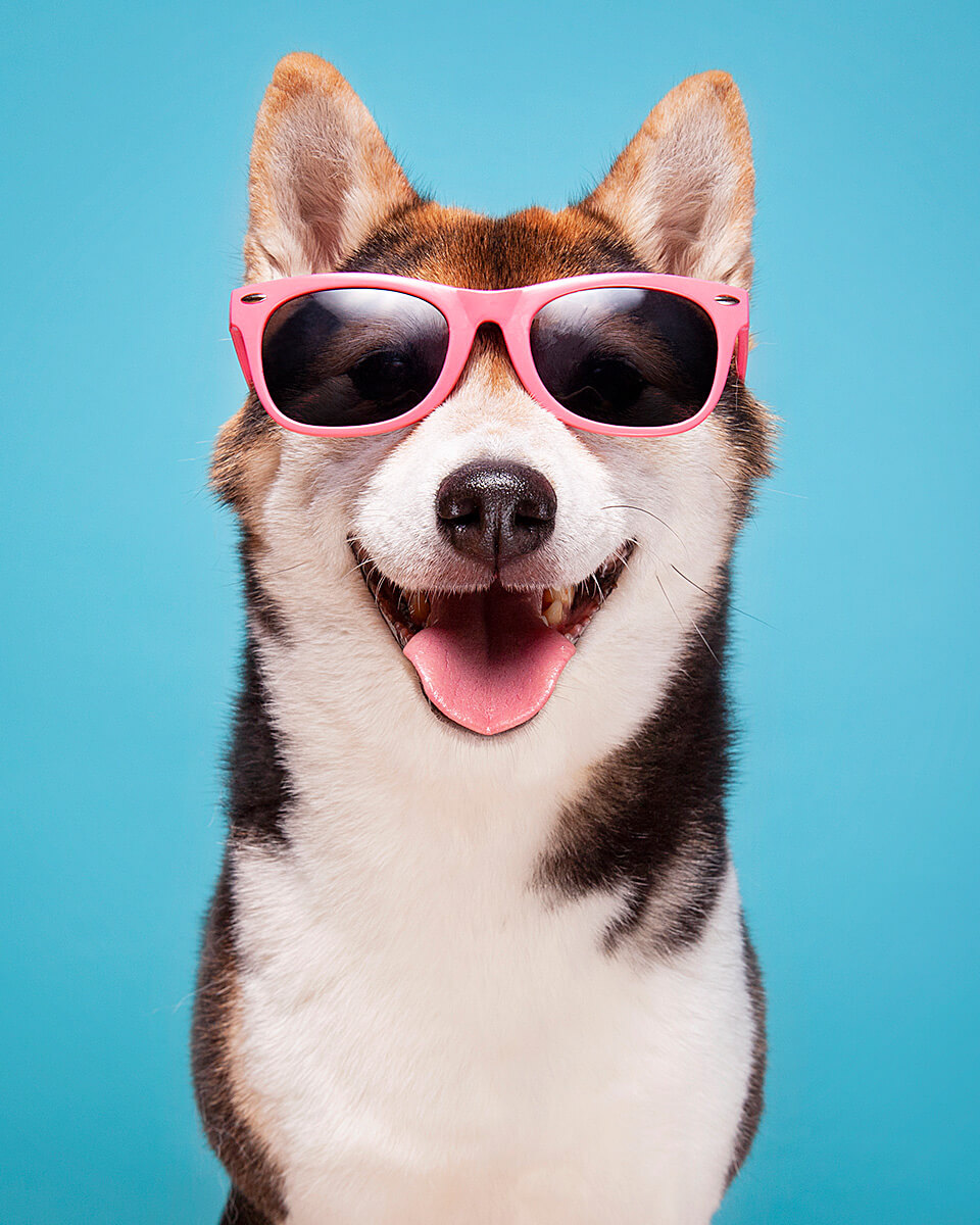 Pet-photography-forpetbrands-Chicago