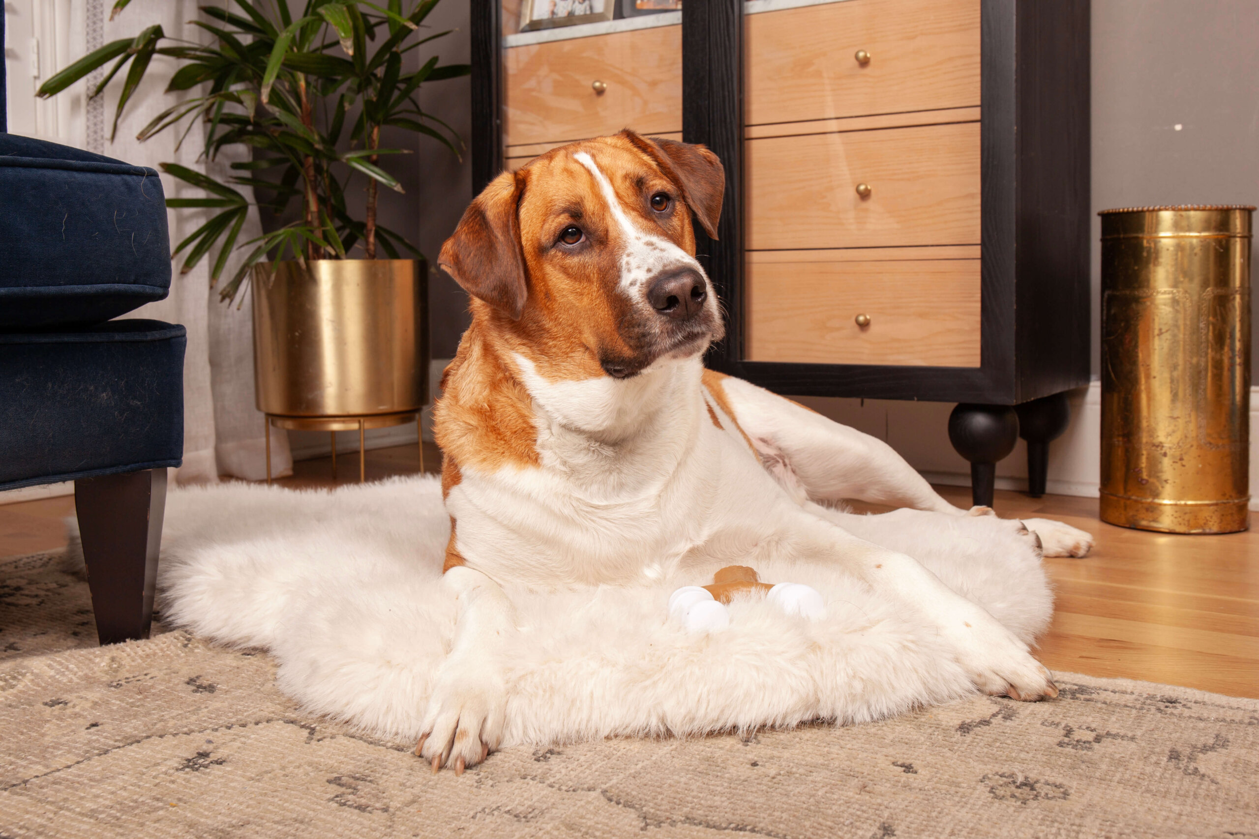 Pet-product-photos-for-pet-brands-Hilarious-Hound Dog laying in fluffy dog bed in modern home
