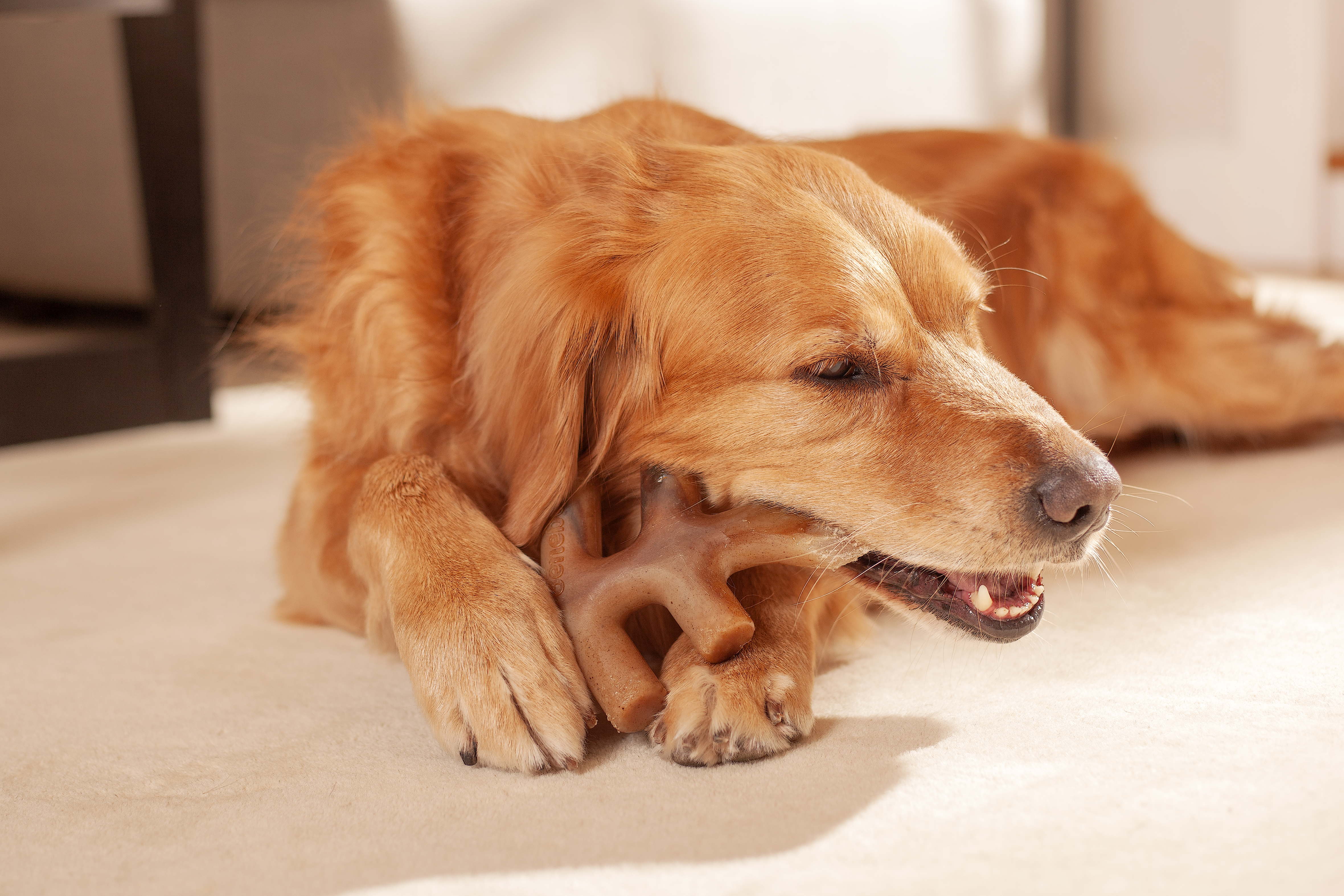 Golden retriever chewing on bone in neutral home scene.