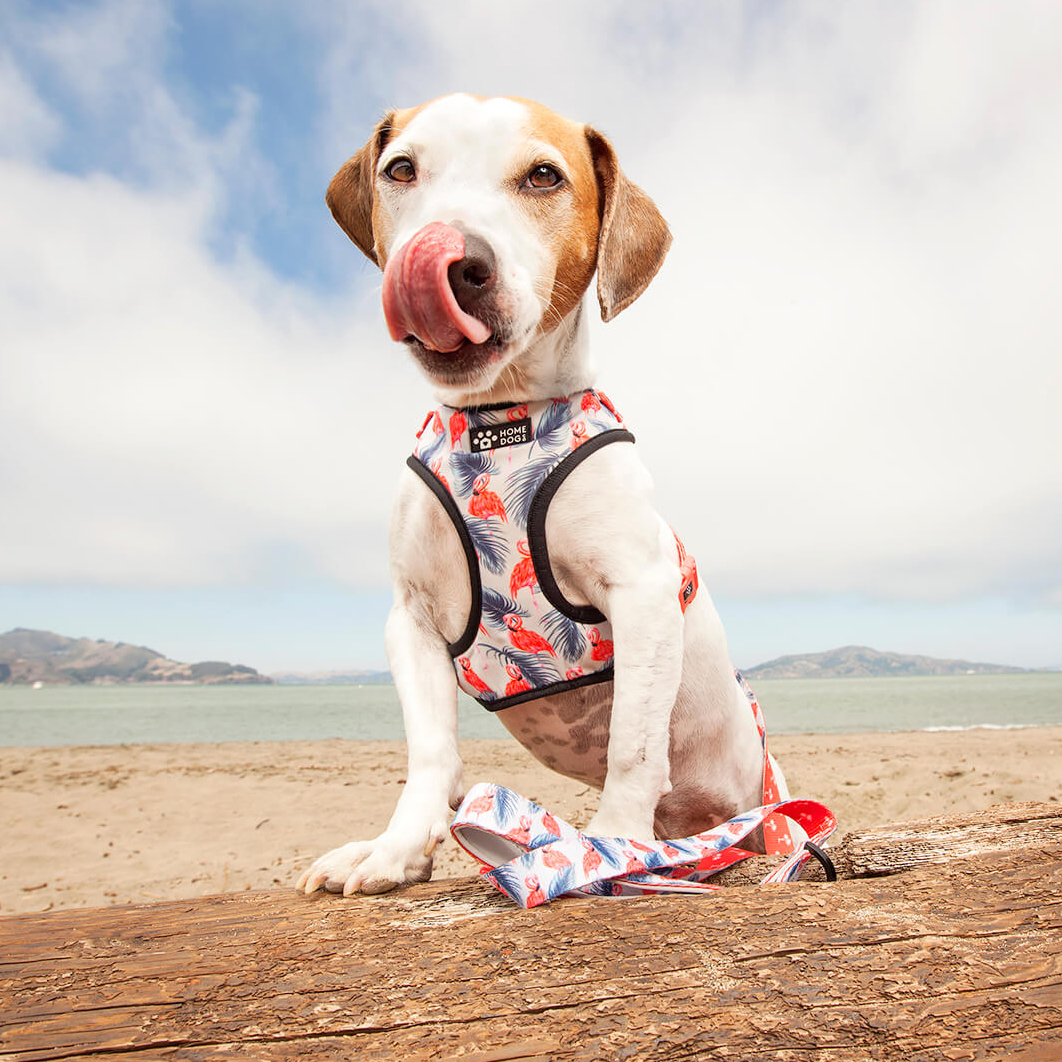 brand-focused-pet-visuals-Chicago-IL-pet-products Cute beagle wearing summer themed dog harness with front paws up on a log.