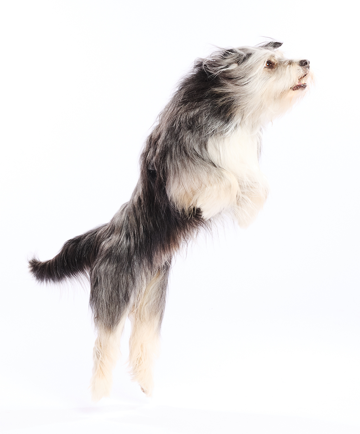 dog-jumping-diverse-animal-talent-database