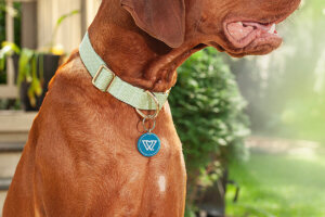 Professional quality image of dog wearing a dog collar in an lushish green outdoor setting