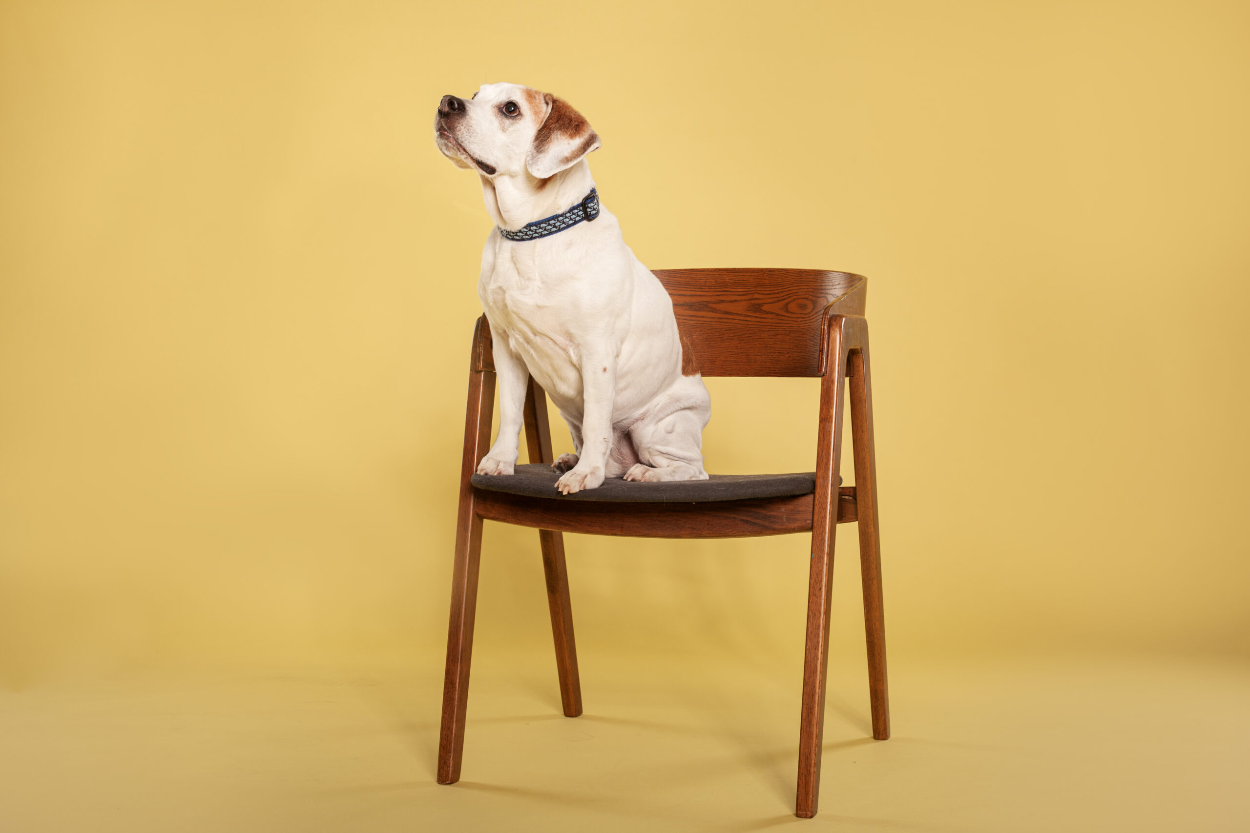 The Time is Now: Why Professional Pet Photos Shouldn’t Wait” 