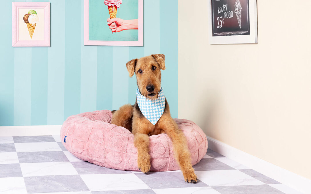 Your 5-Point Checklist for Pet Brand Photography that Converts