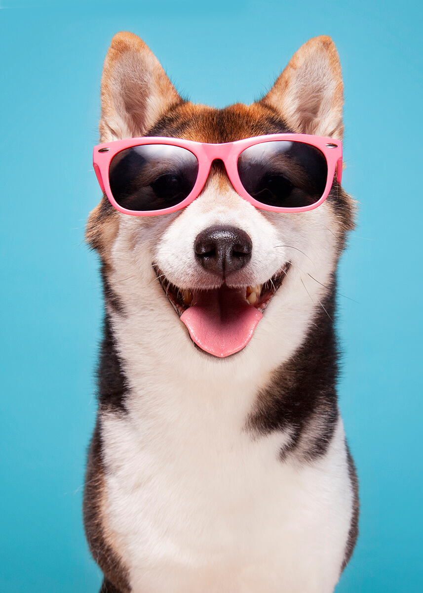 Shiba dog wearing pink dog glasses for pet brand company