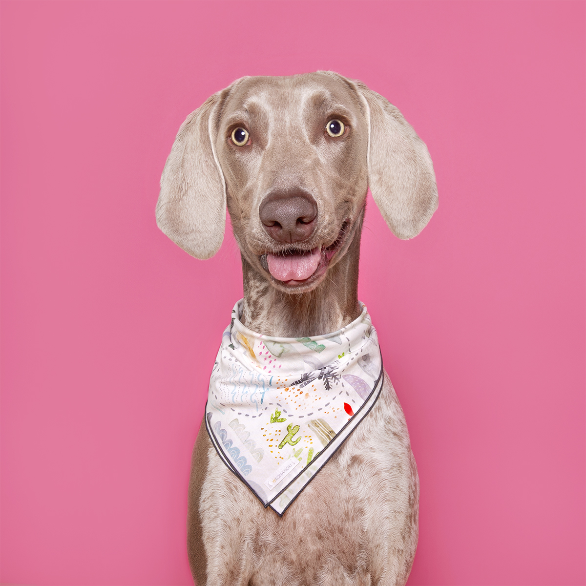 Professional pet studio photography in Chicago featuring high-fashion editorial lighting and clean backgrounds for pet brands.
