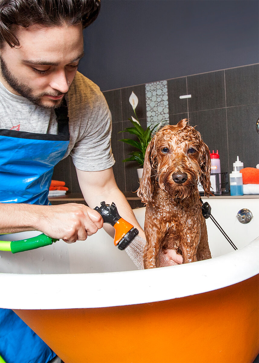 Dog lifestyle photography of dog getting a bath at a DIY dog spa