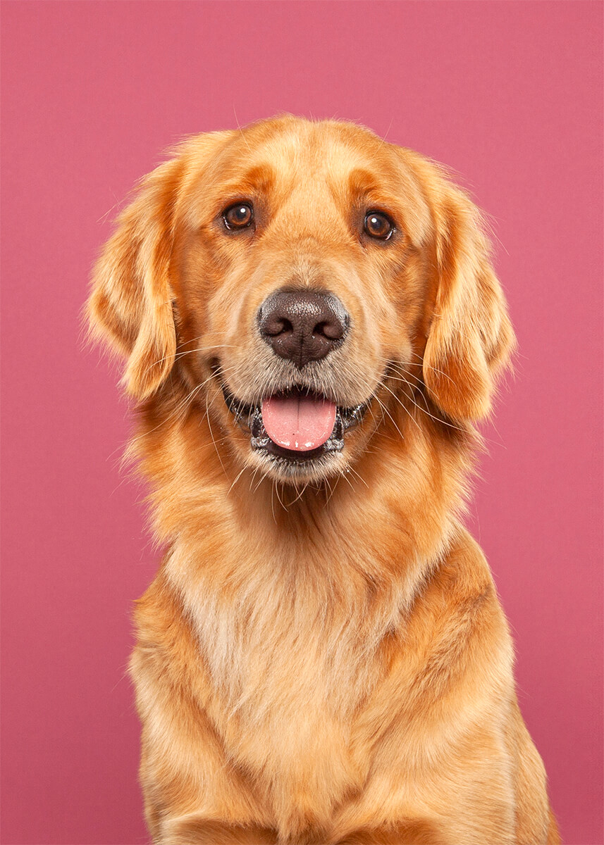 Happy smiling golden retriever in studio on pink for commercial pet photography