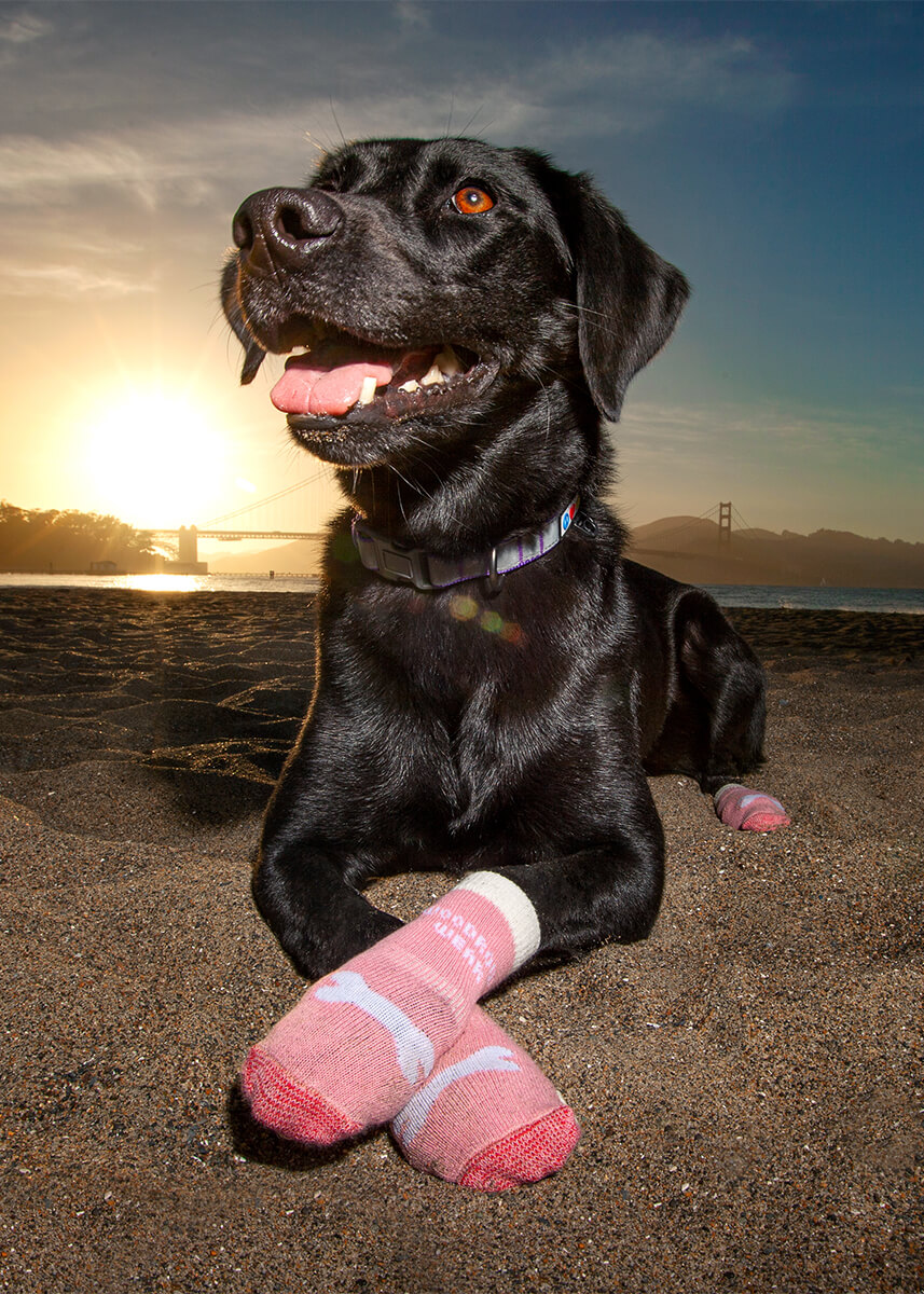 Black lab at sunset on the back wearing dog socks to protect his paws from the hot sand, commercial pet photography