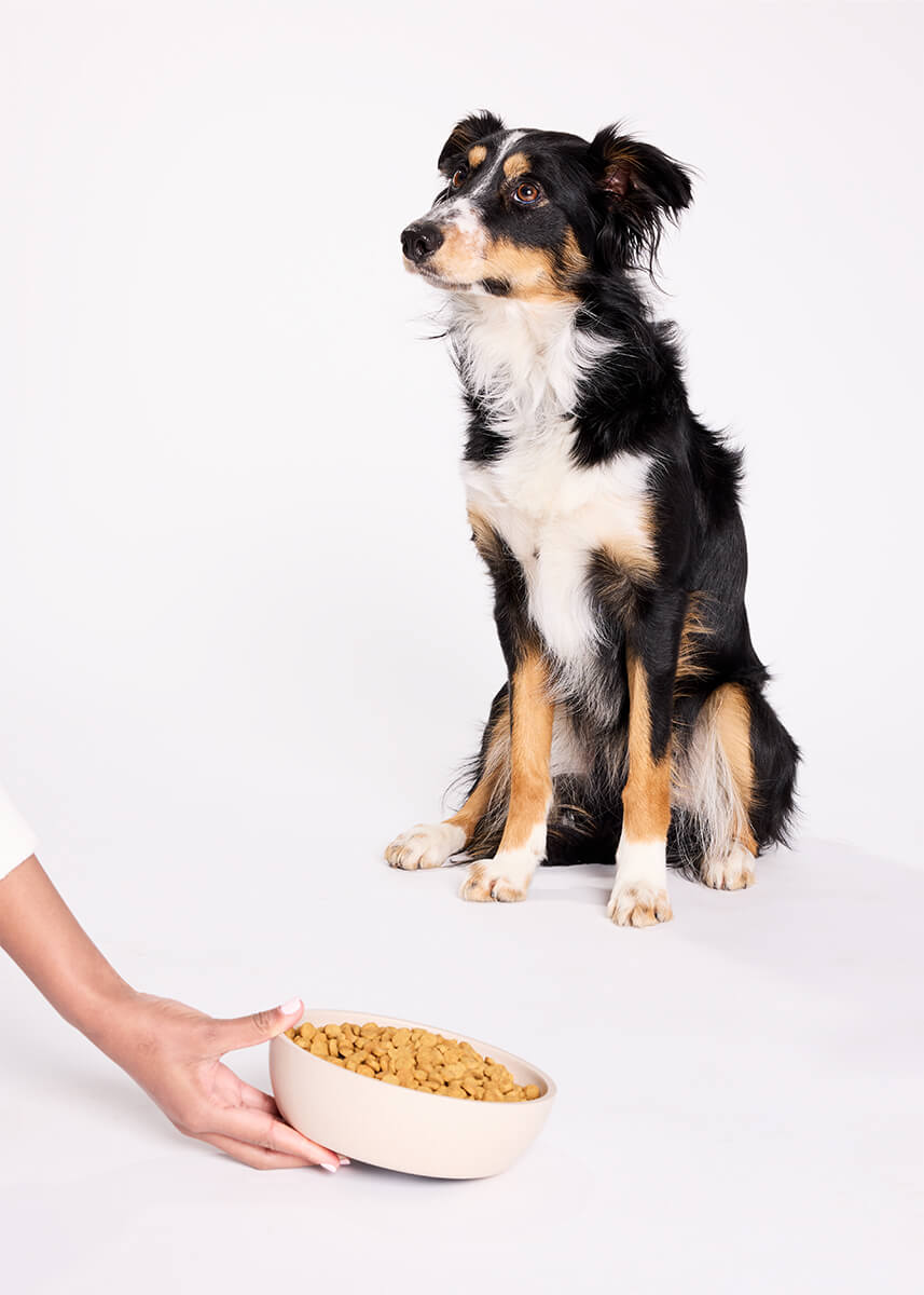 Dog patiently waiting release to eat his dinner, premium pet food brand, professional animal photography