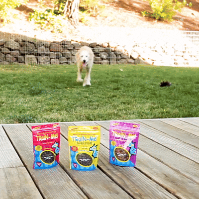 Content video for pet brand of goldendoodle running toward dog treats