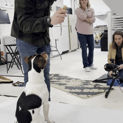 Behind-the-scenes of a full-scale commercial pet photography production in a Chicago studio from concept to final retouching.