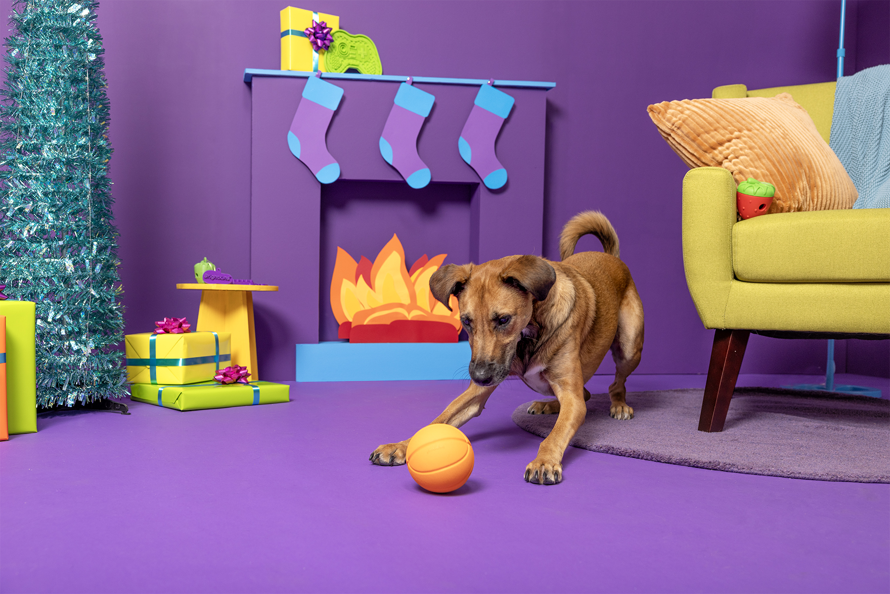 Holiday themed set for pet brand photography featuring a playful dog and dog toys