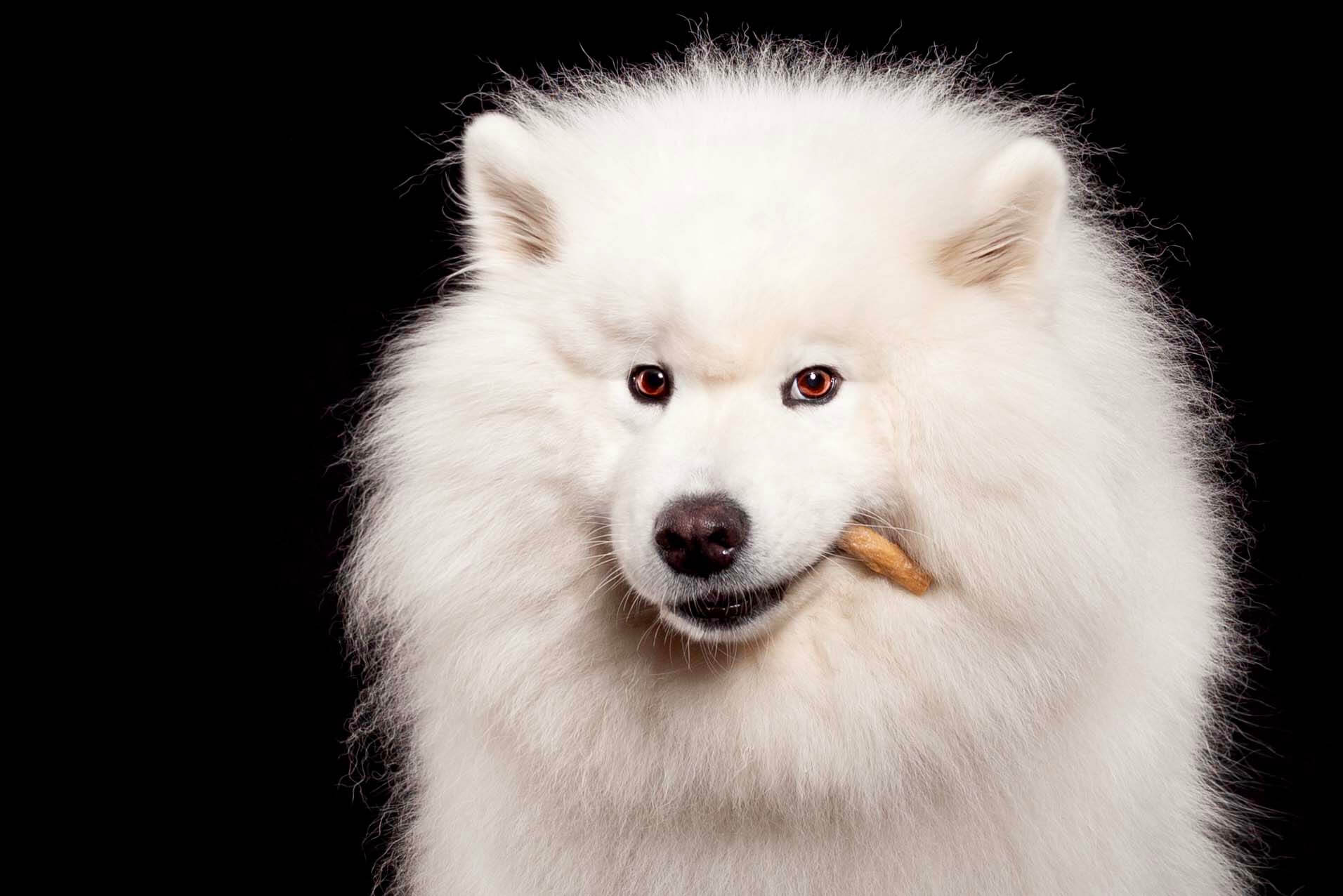 Large white fluffy dog on black background with dog chew hanging out of his mouth