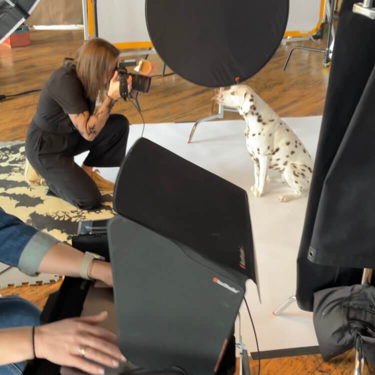 Wide shot of a Chicago pet photography studio during a production, showing the photographer, crew, and a dog model under professional lighting.