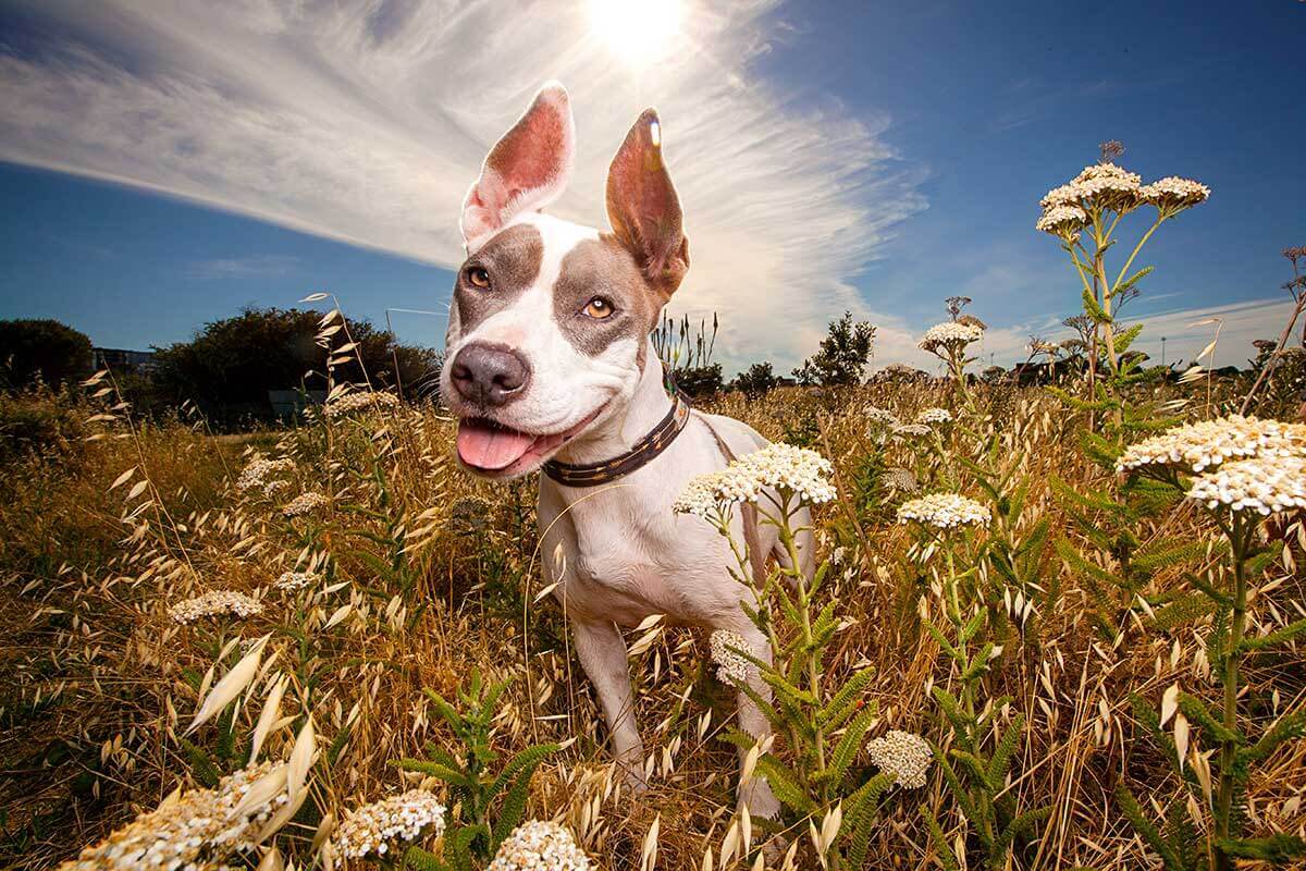 Bully breed outdoors in a flied of weed flowers, seasonal allergy commercial photography