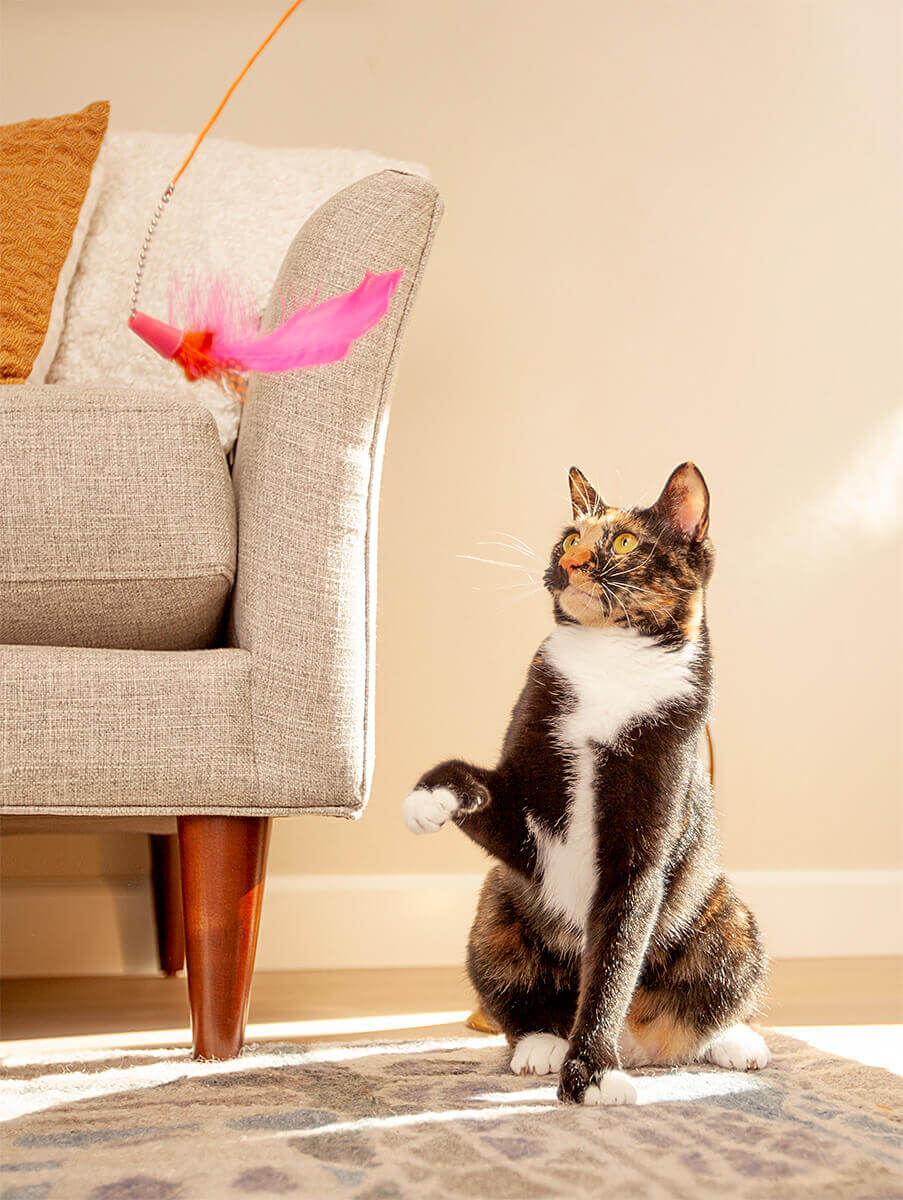 Lifestyle photography of cat. batting at cat toy, warm and cozy