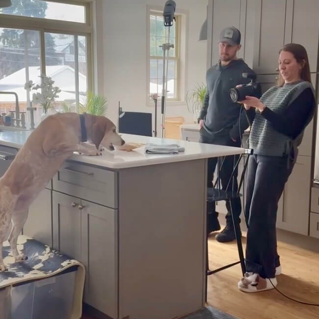 Behind-the-scenes of a Chicago pet photography featuring a hound mix trying to steal treats off the counter.
