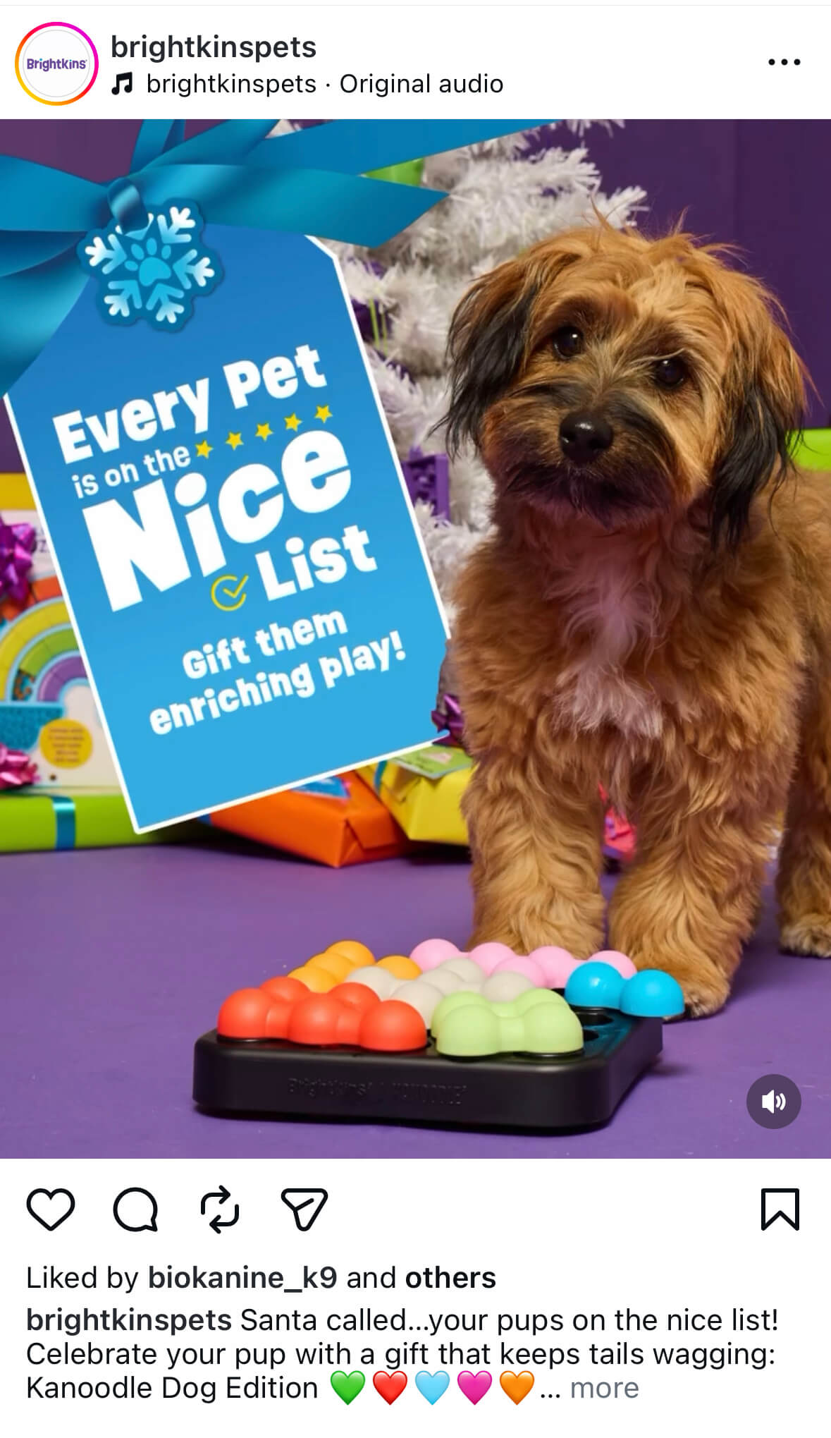 Cute fluffy dog posing with pet product with a holiday set for pet product advertising campaign