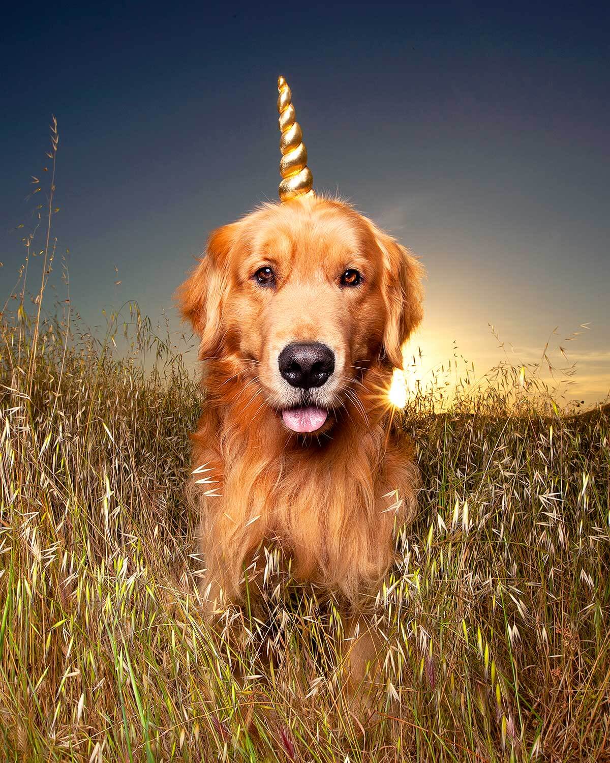 Golden retriever at sunset wearing a unicorn crown