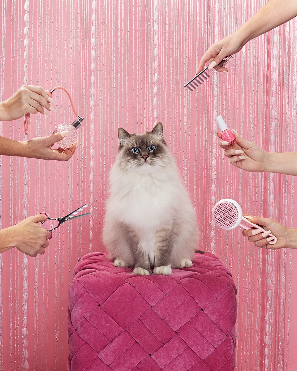 A unique take on commercial pet photography. A cat perfectly posed in an all pink set as a princess with hands surrounding her as if to pamper her.