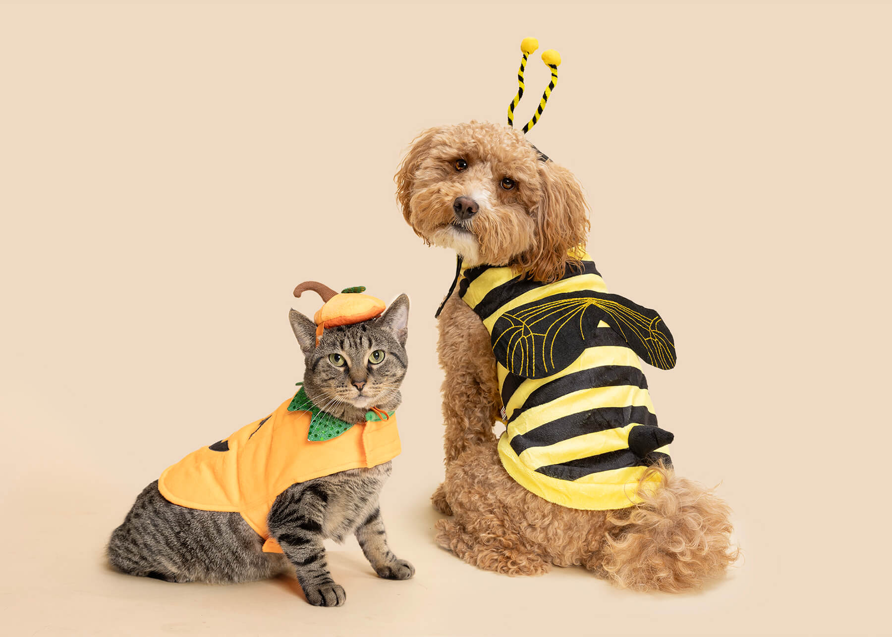 Cat and dog posing for the camera in adorable halloween costumes