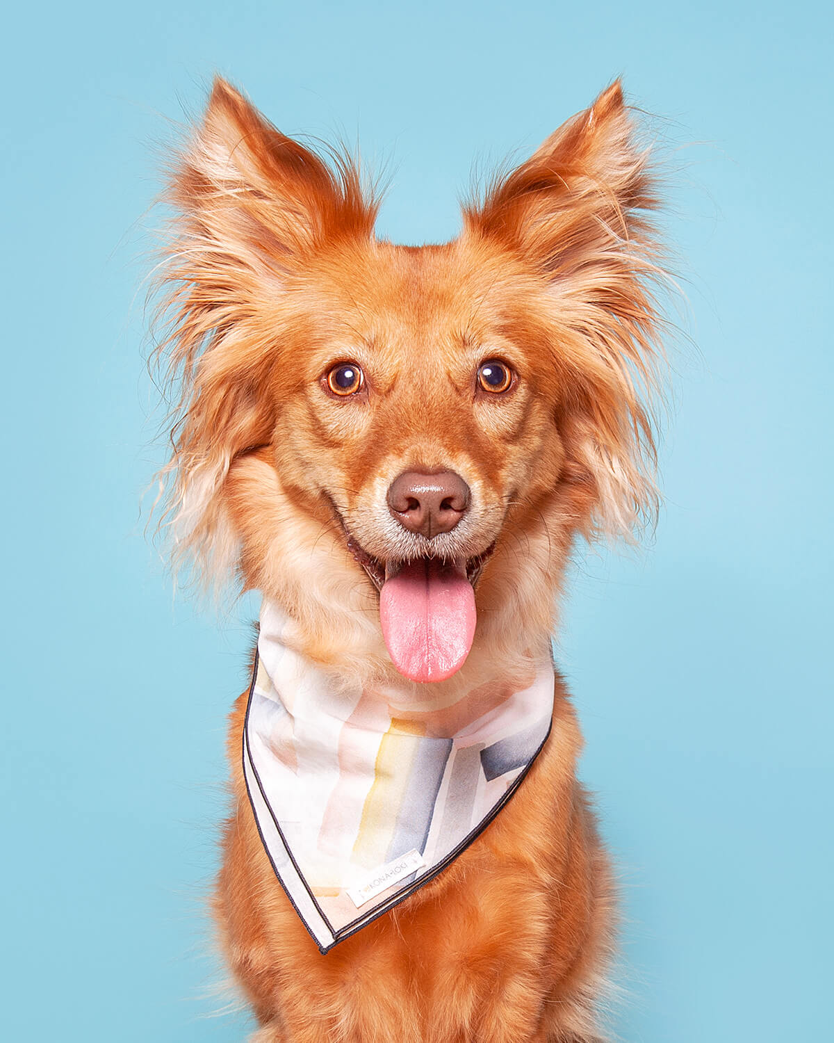 Studio dog portait of dog with fluffy ears wearing dog bandana