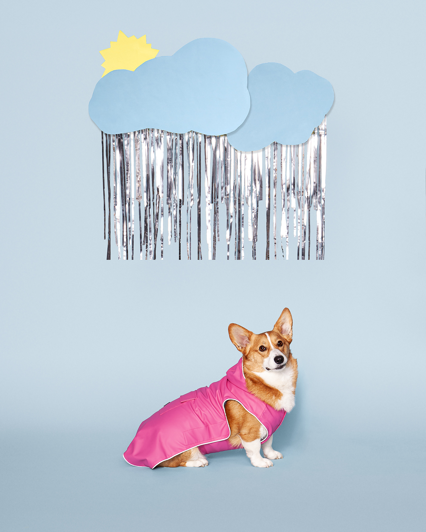 Adorable corgi wearing bright pink rain jacket with a simple set design of clouds and rain for pet content photography
