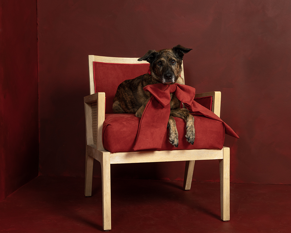 Bio picture for photographer Michelle Russ for Hilarious Hound